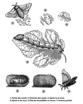 M&eacute;tamorphoses de ver &agrave; soie