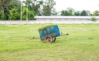 Wheelbarrow with grass