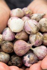 Close up of fresh organic garlic