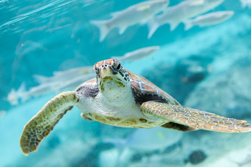 Green  turtle (Chelonia mydas) swimming