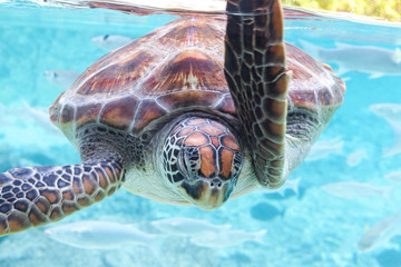 Green  turtle (Chelonia mydas) swimming