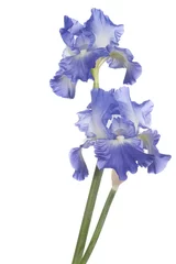 Foto op geborsteld aluminium Iris iris