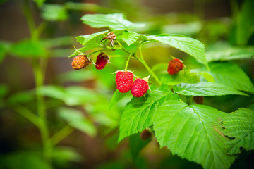 raspberries