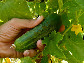 hand picking cucumber in the garden
