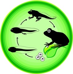 Frog life cycle