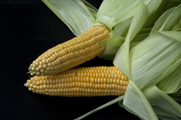 Mais; Zea mays; Maiskoerner;