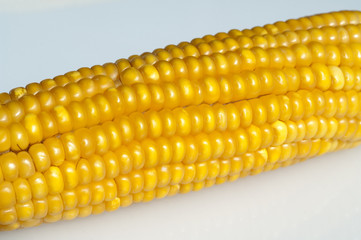 Mais; Zea mays; Maiskoerner;