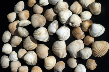 Herzmuschel, Cerastoderma, edule,