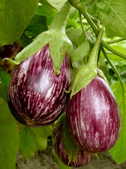 striped eggplants growing in the garden