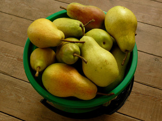 bucket full of fresh harvested pears