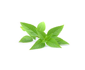 Fototapeta premium Asia Ocimum basilicum basil isolated on white