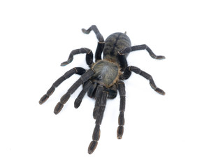 black curly-hair tarantula Brachypelma albopilosum isolated