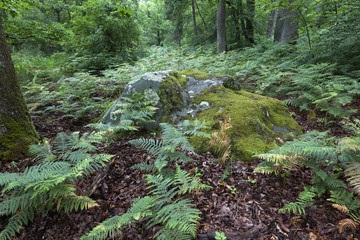 Ferns in the wood