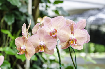 Fototapeta na wymiar Beautiful pink orchid flowers background