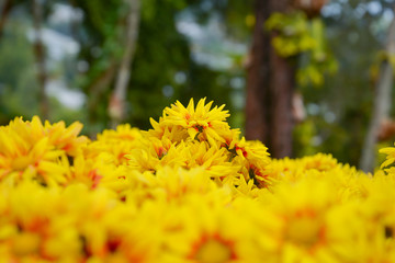 Flower Garden thailand