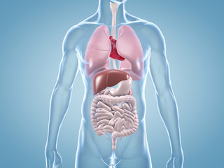 Innere Organe: anatomische 3D-Illustration - obrazy, fototapety, plakaty