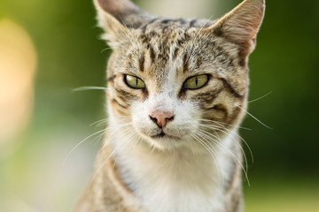 Obraz premium Cute Domestic Cat Portrait