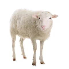 Keuken foto achterwand Schaap schapen geïsoleerd op wit