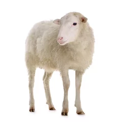Fototapete Schaf Schafe isoliert auf weiß