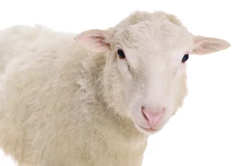 Papier Peint photo autocollant Moutons mouton isolé sur blanc
