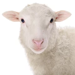 Deurstickers Schaap schapen geïsoleerd op wit