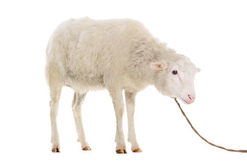 sheep isolated on white