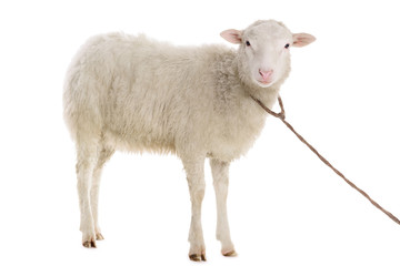 Naklejka premium owiec na białym tle