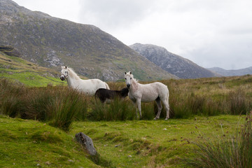Connemara Ponys in Irland