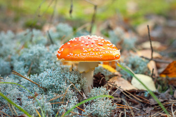 Amanita mushroom in the forest