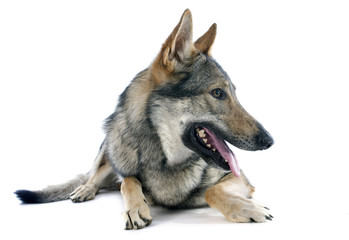Czechoslovakian Wolfdog