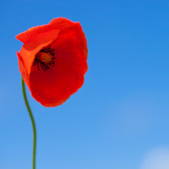 Wild red poppy on blue sky background - 1 to 1 ratio