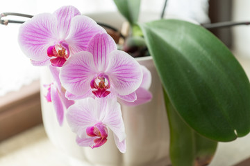 Orchid