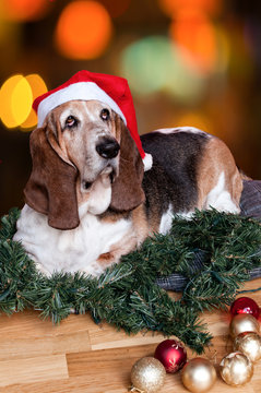 Basset Hound At Christmas