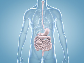 Magen-Darm-Trakt - anatomische 3D-Illustration