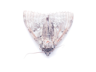 hawk moth on a white background