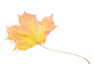 dry maple leaf on a white background