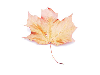 dry maple leaf on a white background