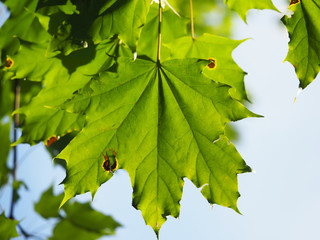 leaves of a maple
