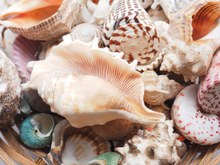 seashell