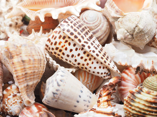 seashell