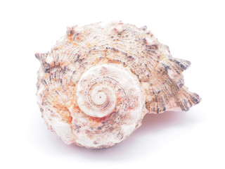 seashell