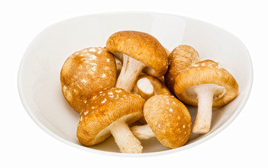 Schitake