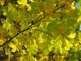 chestnut leaves in the forest