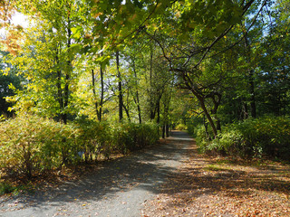 Fototapeta premium park in autumn