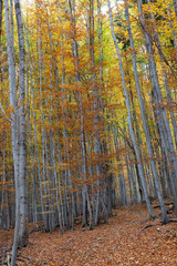 silver beech tree  against the dry leaves