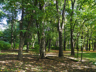 park in autumn