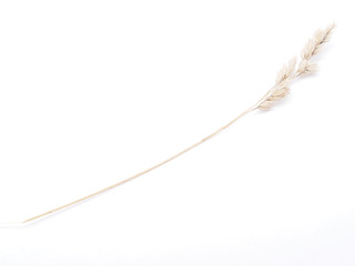 dry cereals on a white background