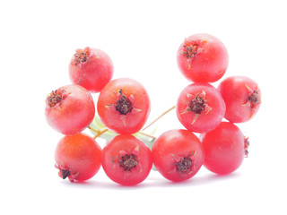 hawthorn berries on white background