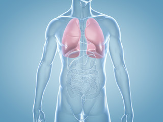 Lungen: anatomische 3D-Illustration