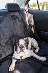 French bulldog traveling in the car